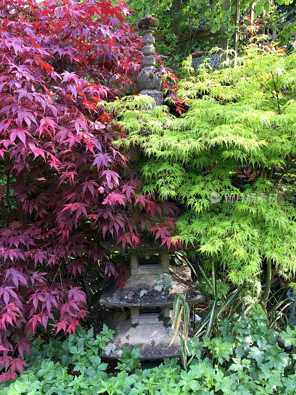 古老的灰色花岗岩石头日本灯笼塔的形象在夏季东方花园覆盖苔藓和地衣，在禅宗风格的景观日本花园，佛教五层塔由红枫/槭树与绿色的切割叶子
